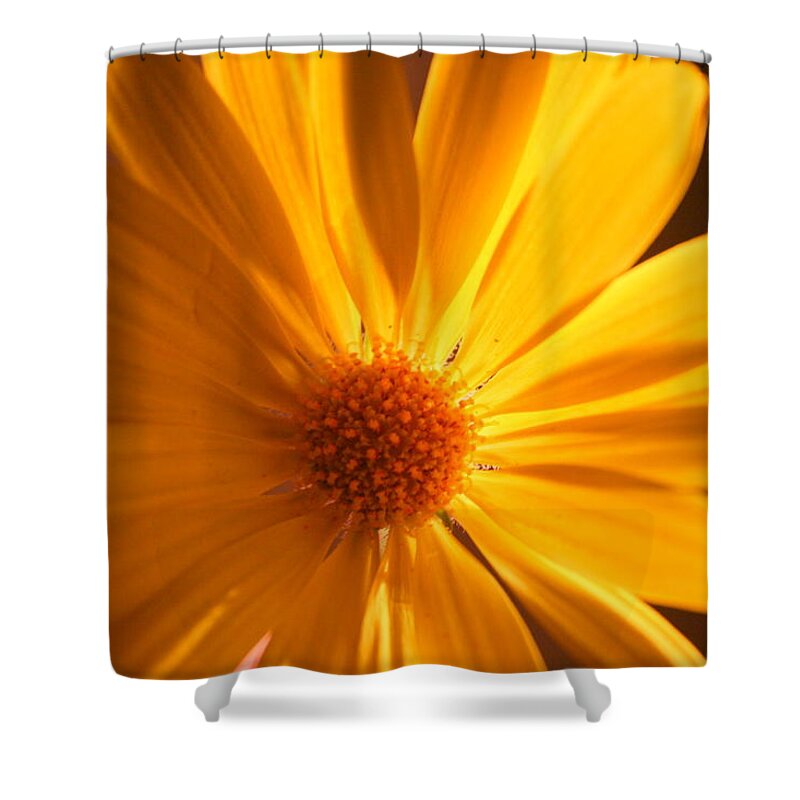 Flower Shower Curtain featuring the photograph Sweet One by Julie Lueders 