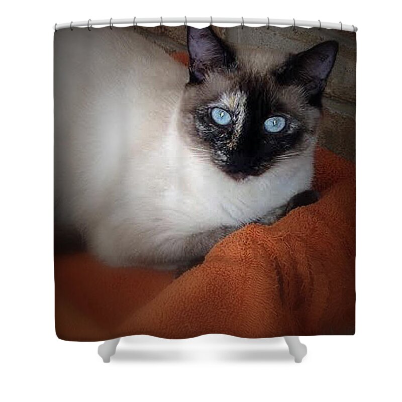Cat Shower Curtain featuring the photograph Sweet Pea by Bob Johnson