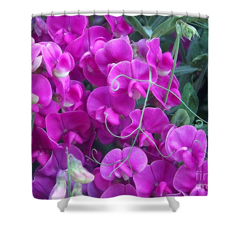 Sweet Peas Shower Curtain featuring the photograph Sweet Pea by Charles Robinson