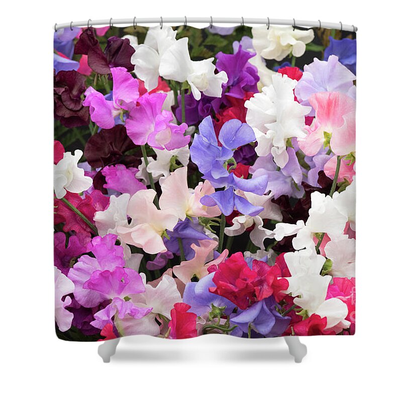 Sweet Pea Spencer Mixed Shower Curtain featuring the photograph Sweet Pea Spencer Flowers by Tim Gainey