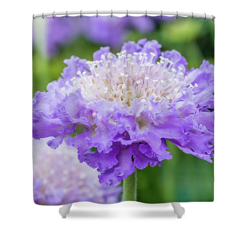 Flower Shower Curtain featuring the photograph Sweet Petal by Nick Bywater