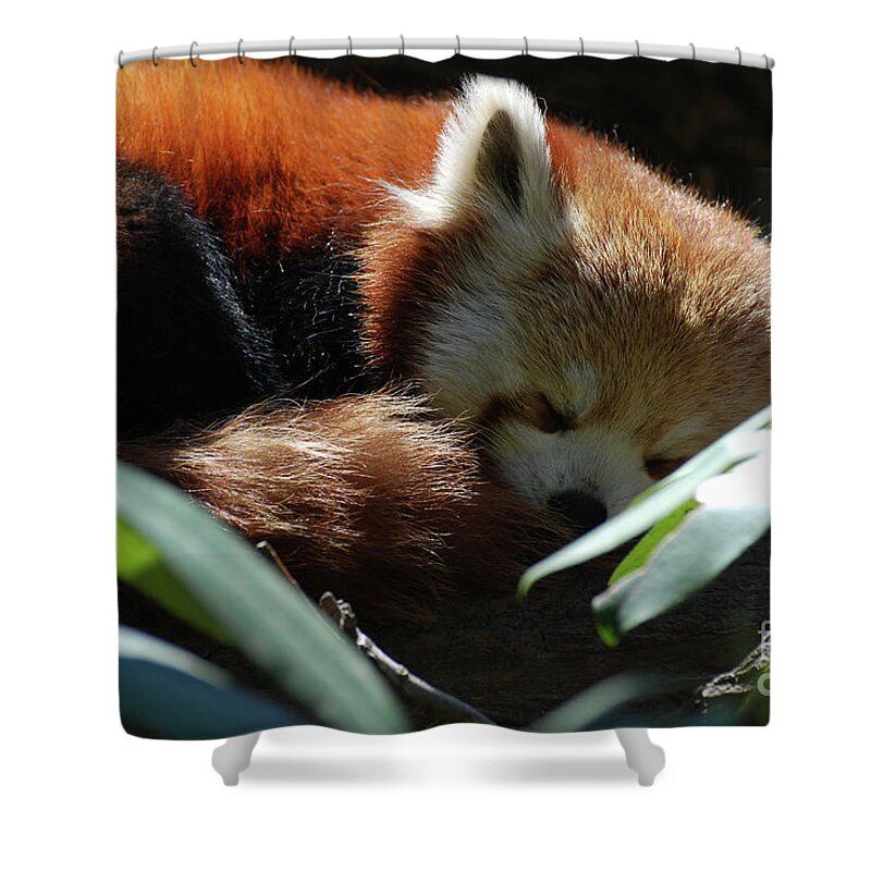 Red Panda Shower Curtain featuring the photograph Sweet Sleeping Red Panda Bear by DejaVu Designs