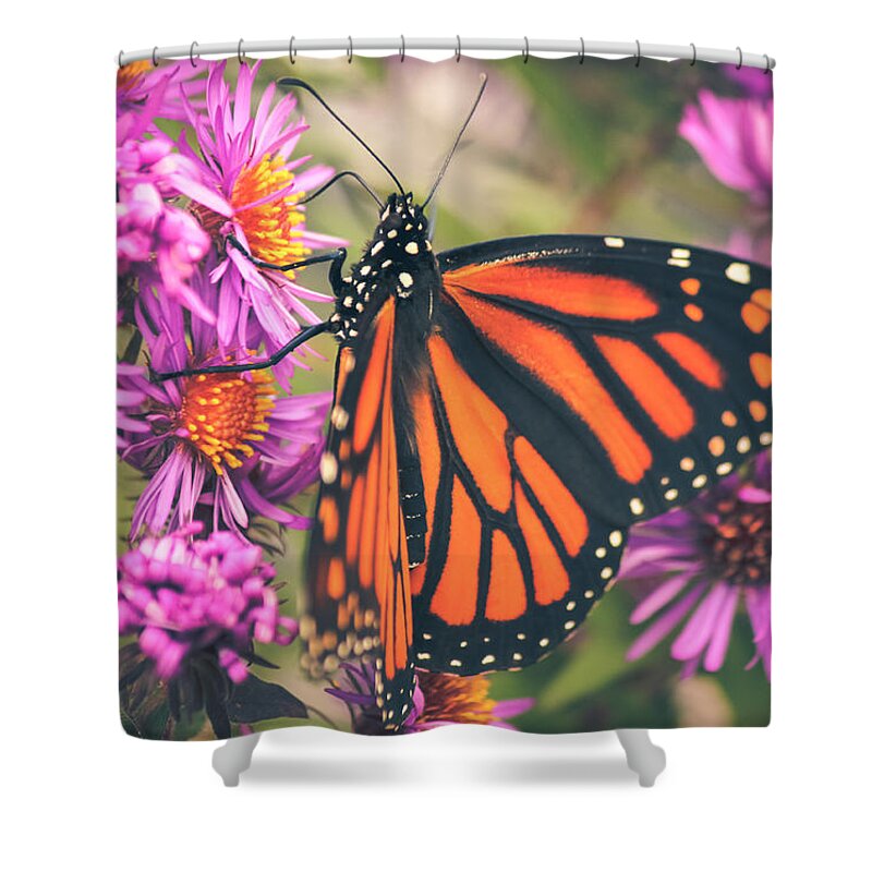 Monarch Butterfly Shower Curtain featuring the photograph Sweet Surrender by Viviana Nadowski