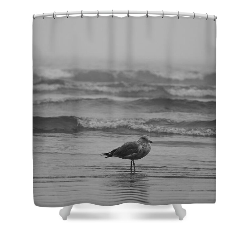 Lynn Shower Curtain featuring the photograph Swept up in the waves Lynn Seagull by Toby McGuire