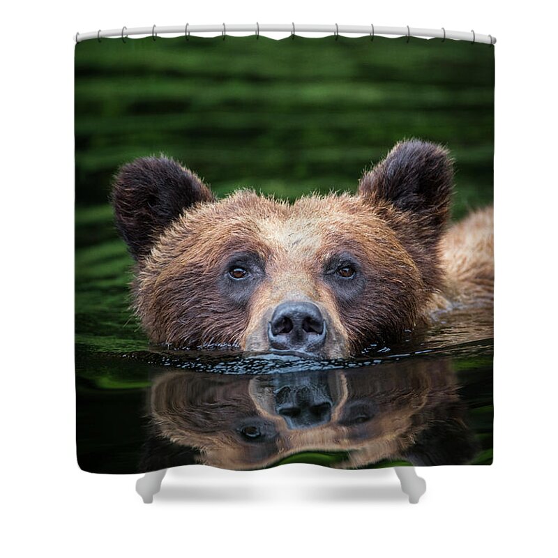 Bears Shower Curtain featuring the photograph Swimming Grizzly by Bill Cubitt