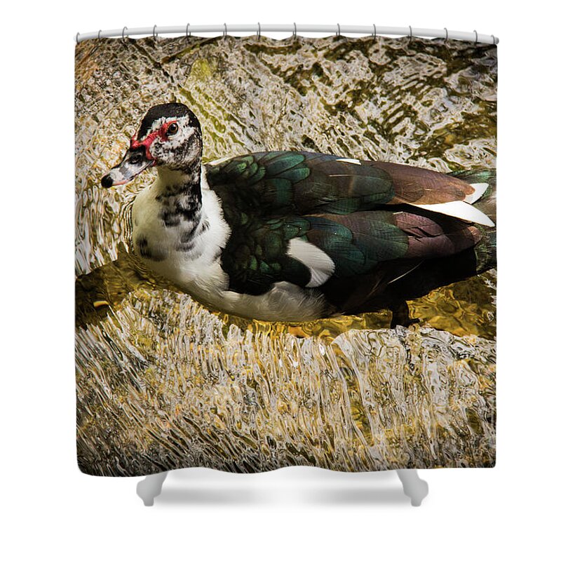  2016 Shower Curtain featuring the photograph Swimming in Gold Wildlife Art by Kaylyn Franks by Kaylyn Franks