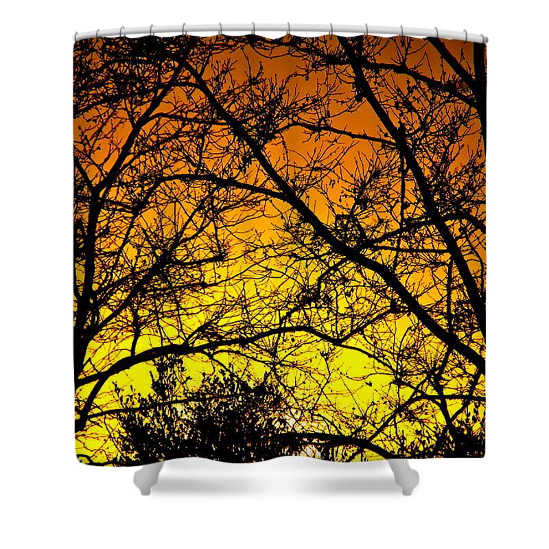 Sunset Shower Curtain featuring the photograph Sycamore Sunset by Liz Vernand