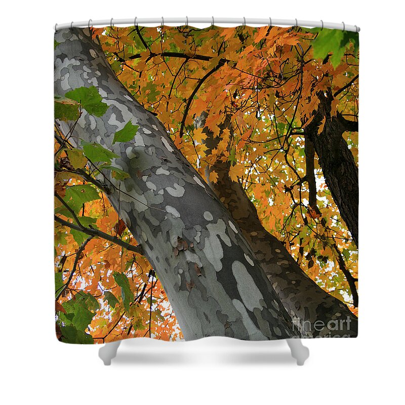 Plant Shower Curtain featuring the photograph Sycamore Tree in October by Karen Adams