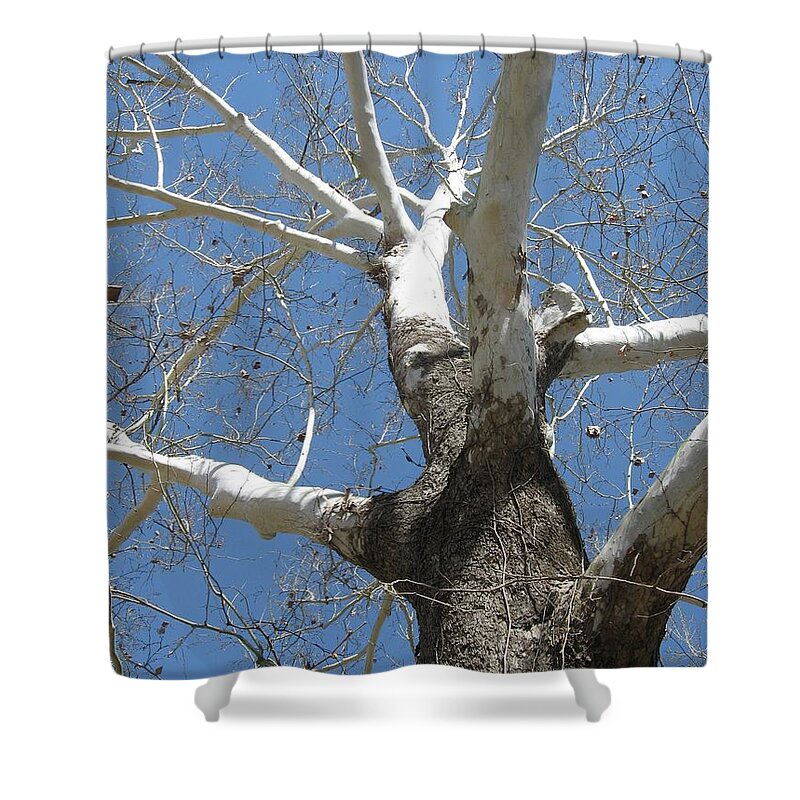 Trees Shower Curtain featuring the photograph Sycamore's Calendar by Judith Lauter