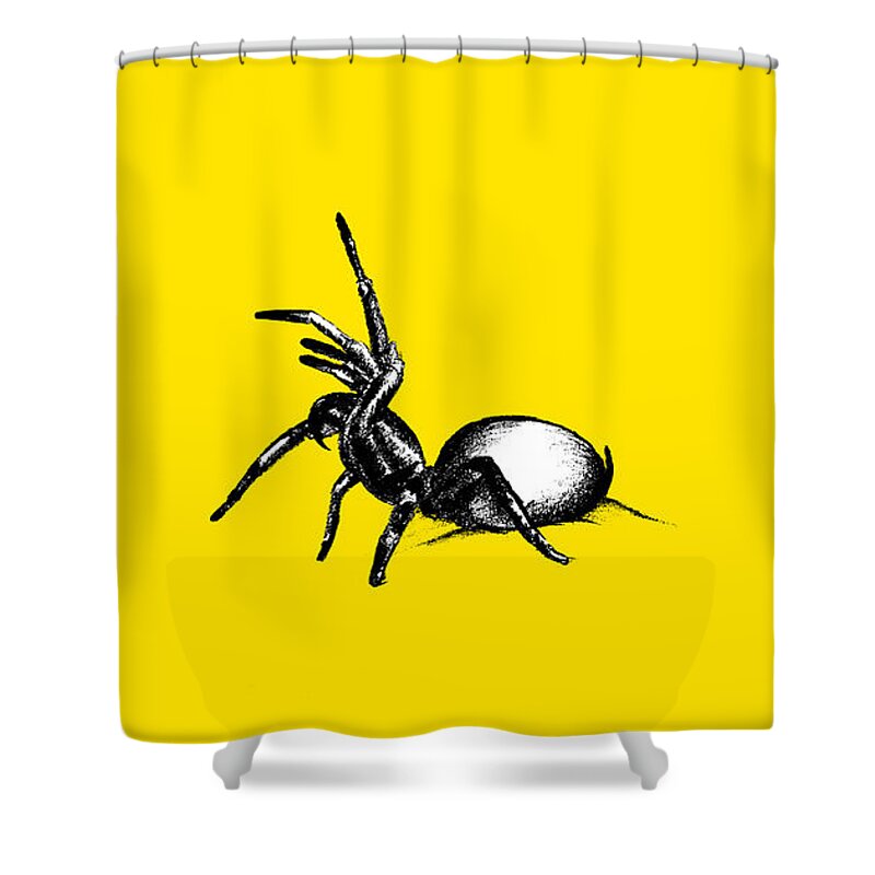 Spider Shower Curtain featuring the drawing Sydney Funnel Web by Nicholas Ely