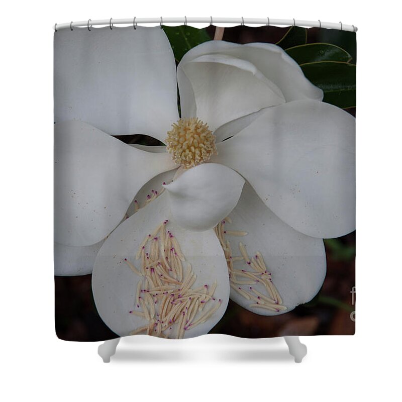 Magnolia Shower Curtain featuring the photograph Symbol of the South by Dale Powell