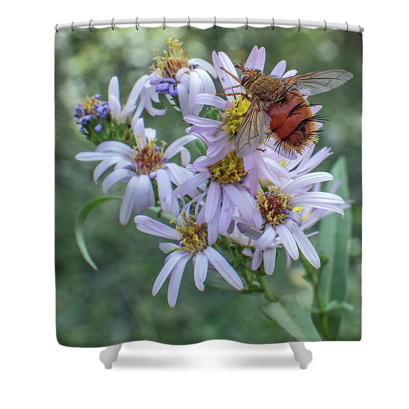 Tachinid Fly Shower Curtain featuring the photograph Tachinid Fly 8171-101817-2 by Tam Ryan
