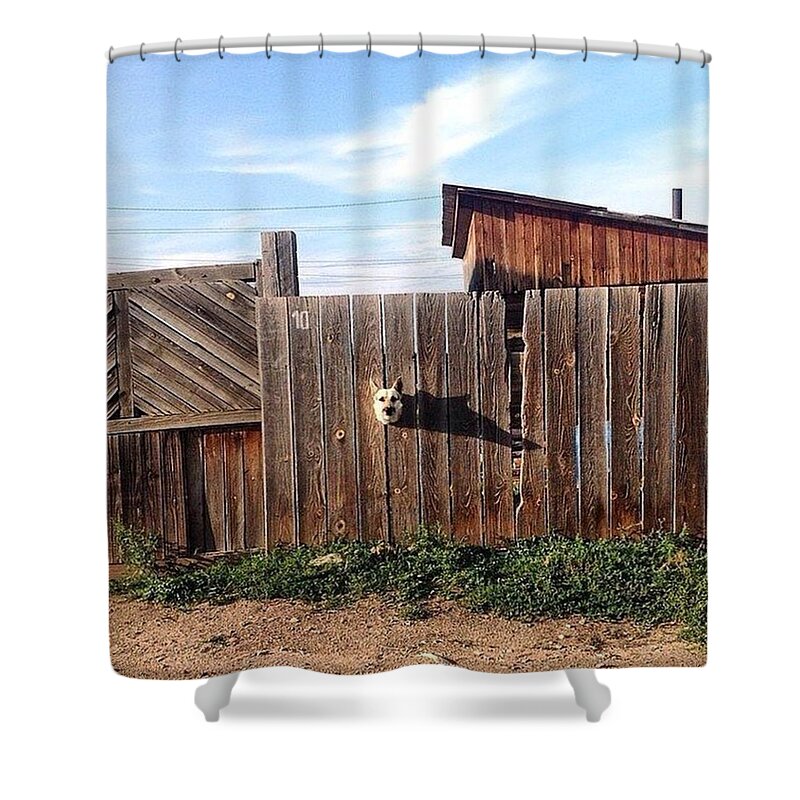 Beautiful Shower Curtain featuring the photograph Dog Inside by Andy Bucaille