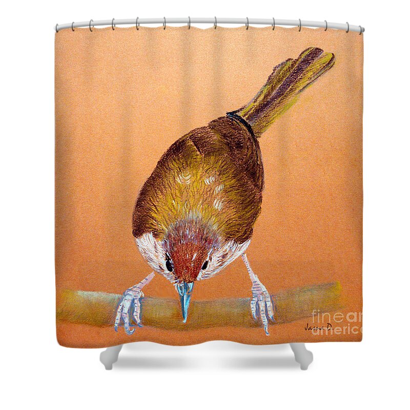 Tailor Bird Shower Curtain featuring the drawing Tailor Bird by Jasna Dragun