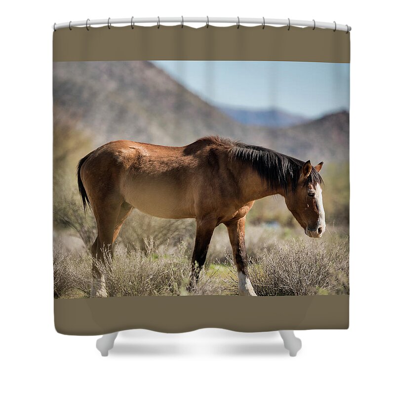 Wild Horse Shower Curtain featuring the photograph Take A Walk on the Wildside by Saija Lehtonen