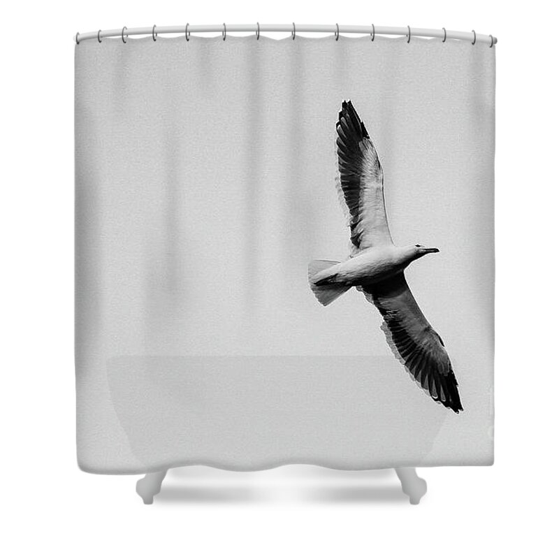 Bird Shower Curtain featuring the photograph Take Flight, Black and White by Adam Morsa