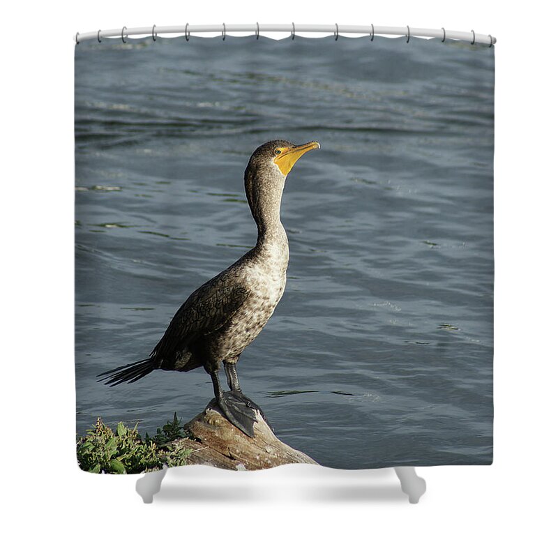Cormorant Shower Curtain featuring the photograph Take My Picture - Cormorant by Margie Avellino