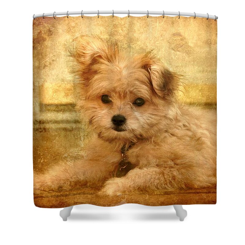 Puppies Shower Curtain featuring the photograph Taking A Break by Angie Tirado