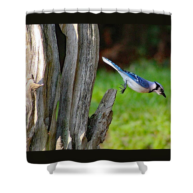 Nature Shower Curtain featuring the photograph Taking a Dive by DB Hayes