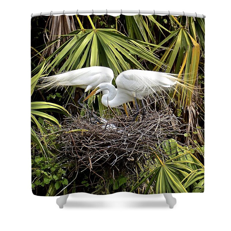 Egrets Shower Curtain featuring the photograph Taking Care of Two Fuzzy Headed Babies by Carol Bradley