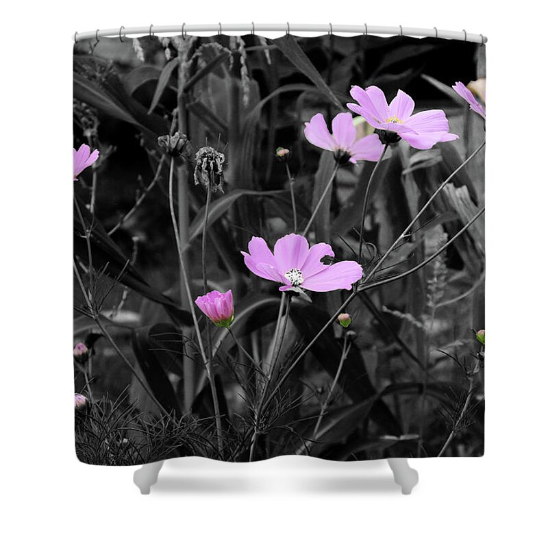 Pink Shower Curtain featuring the photograph Tall Pink Poppies by April Burton