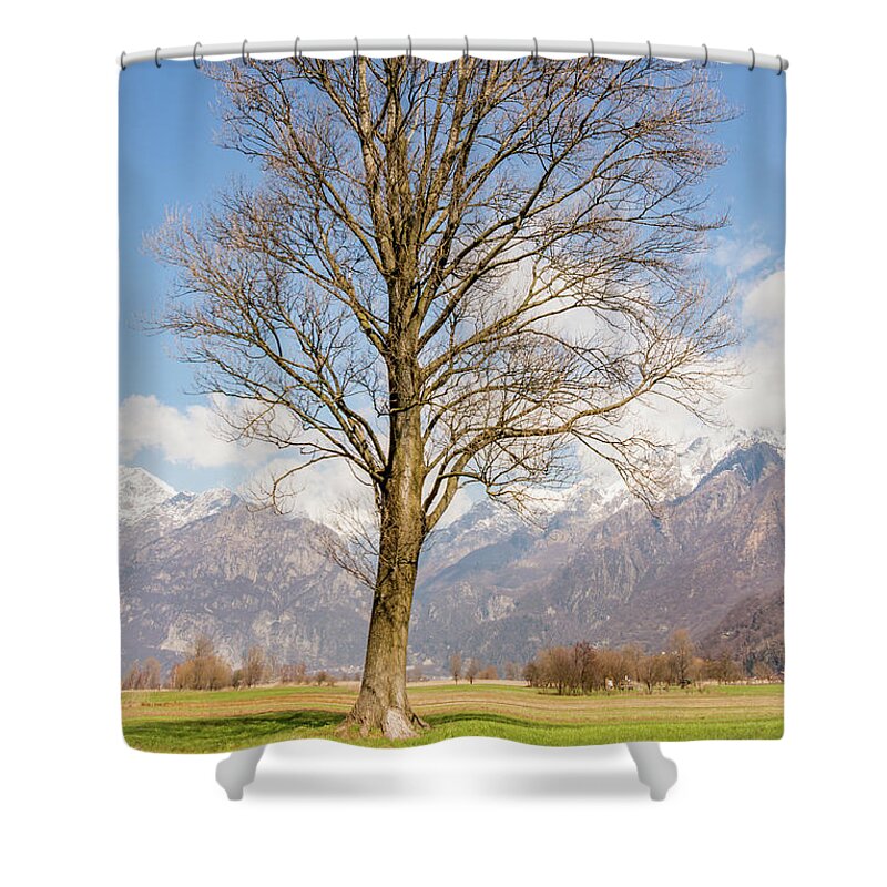 2018 Shower Curtain featuring the photograph Tall Tree by Pavel Melnikov