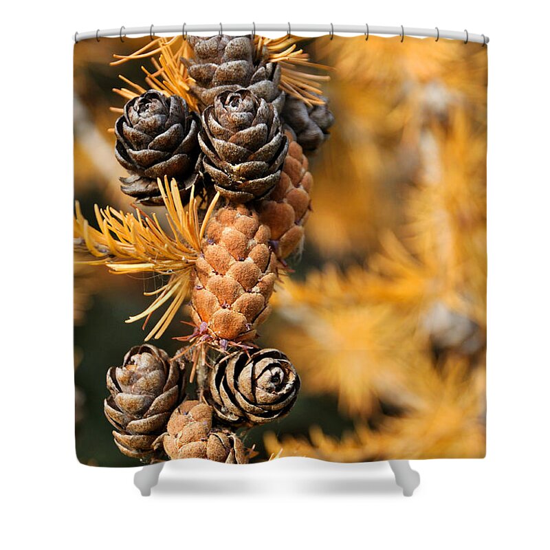 Autumn Shower Curtain featuring the photograph Tamarack Larch Tree in the Fall by Gary Whitton