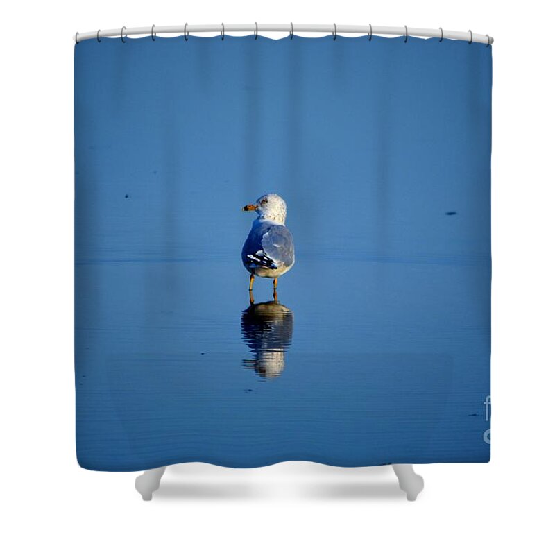 Seagull Shower Curtain featuring the photograph Tan Lines by Dani McEvoy
