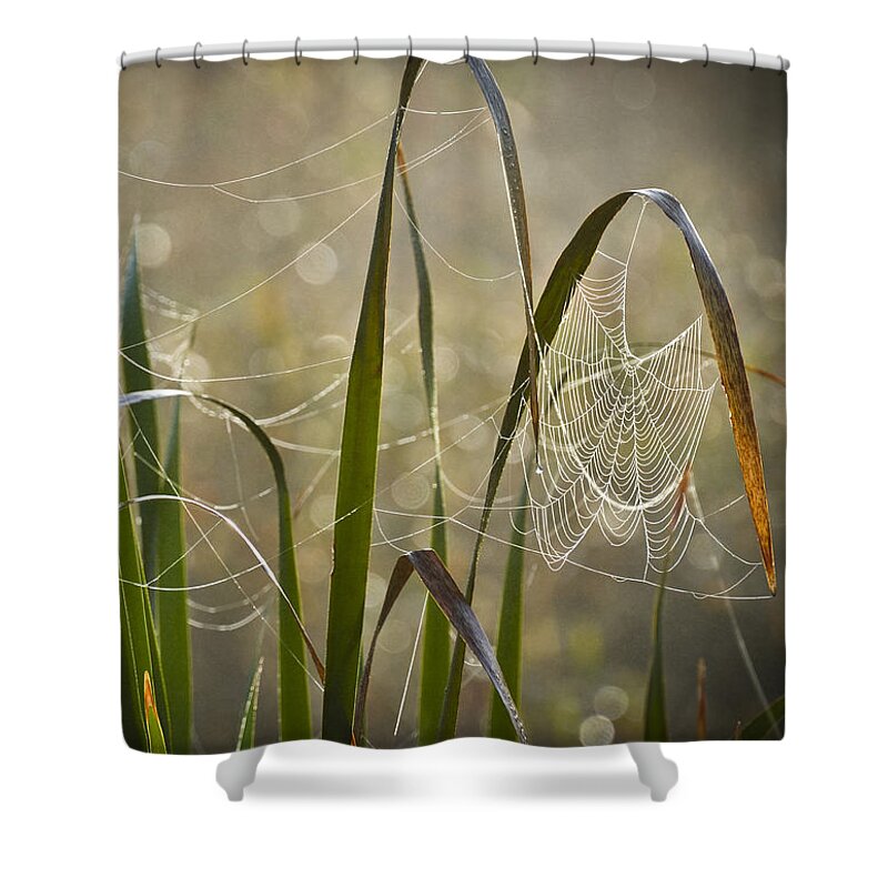 Foggy Morning Shower Curtain featuring the photograph Tangled Highway by Carolyn Marshall