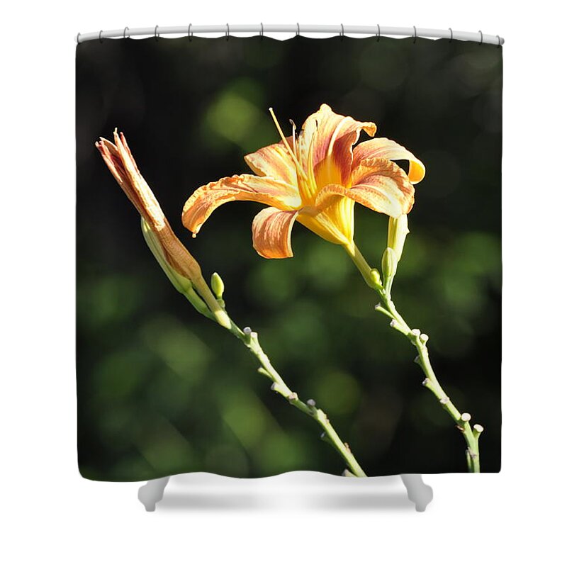 Lily Shower Curtain featuring the photograph Tasmania Day Lily by Penny Neimiller