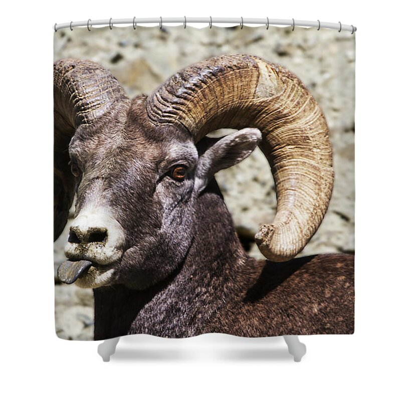 Montana Shower Curtain featuring the photograph Taunting Bighorn by Mark Kiver