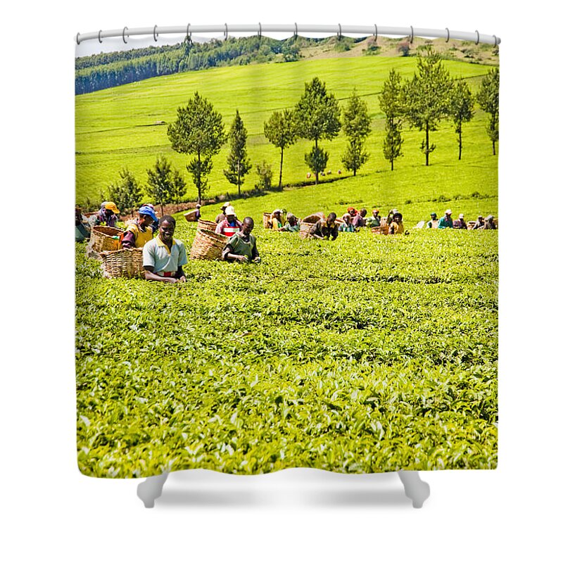 Kericho Shower Curtain featuring the photograph Tea pickers by Patrick Kain