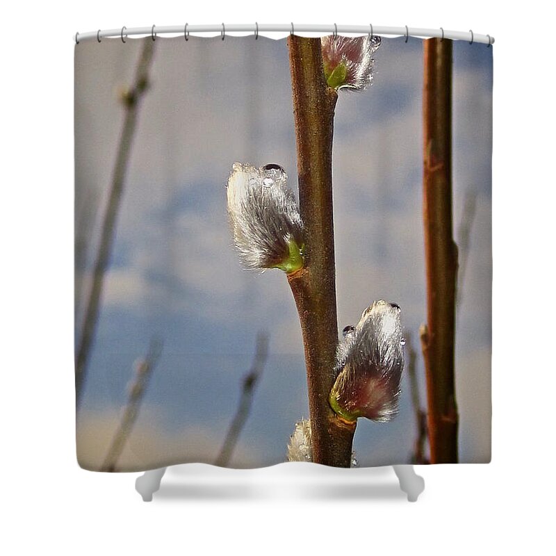 Catkins Shower Curtain featuring the photograph Tears of the Cat by Richard Cummings