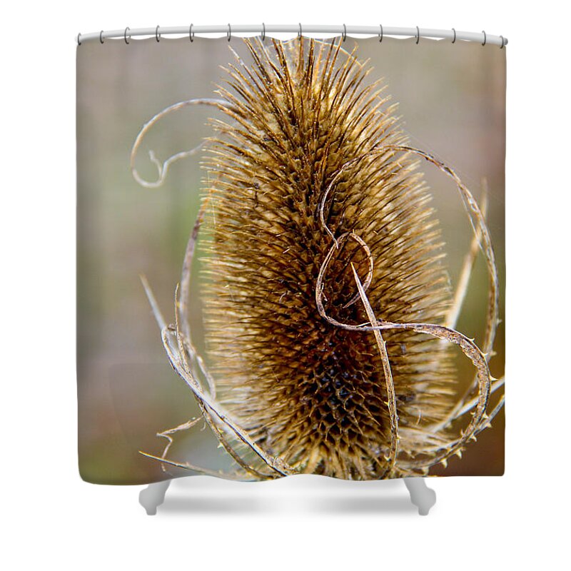 Teasel Shower Curtain featuring the photograph Teasel by SnapHound Photography