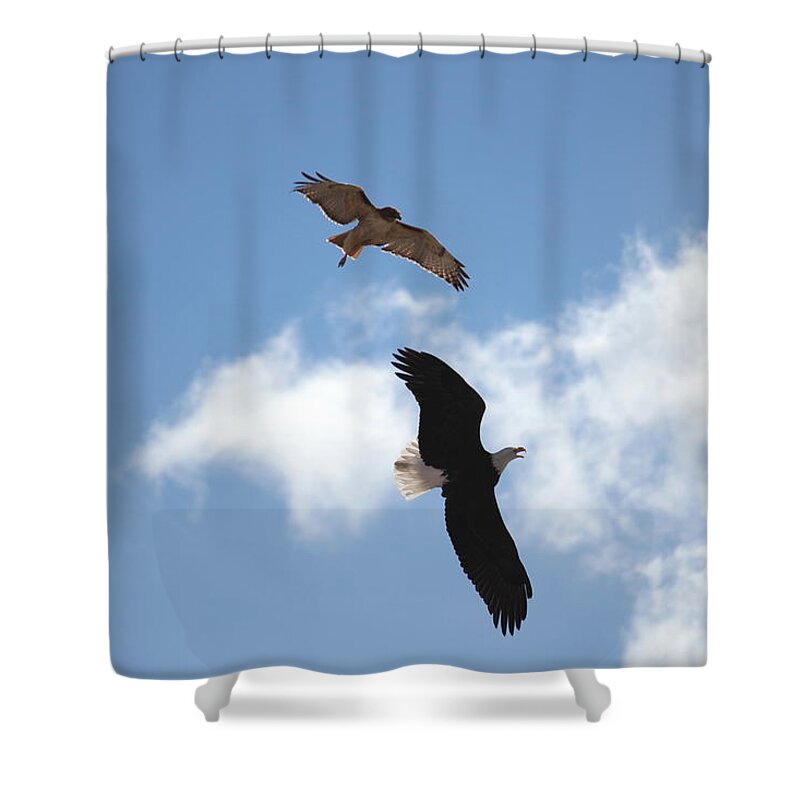 Hawk Shower Curtain featuring the photograph Territory by Trent Mallett