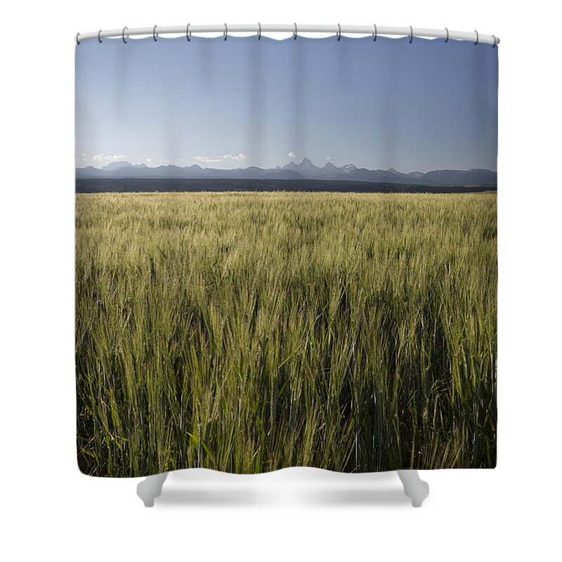 Ashton Shower Curtain featuring the photograph Teton Wheat by Idaho Scenic Images Linda Lantzy
