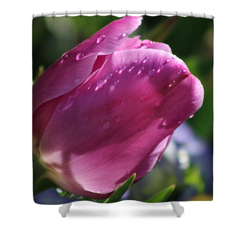 Tulip Shower Curtain featuring the photograph Texas Blooms 130 by Pamela Critchlow