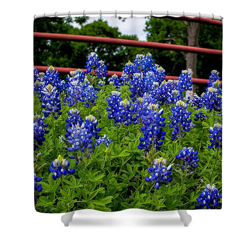 Ennis Shower Curtain featuring the photograph Texas Bluebonnets in Ennis by Robert Bellomy