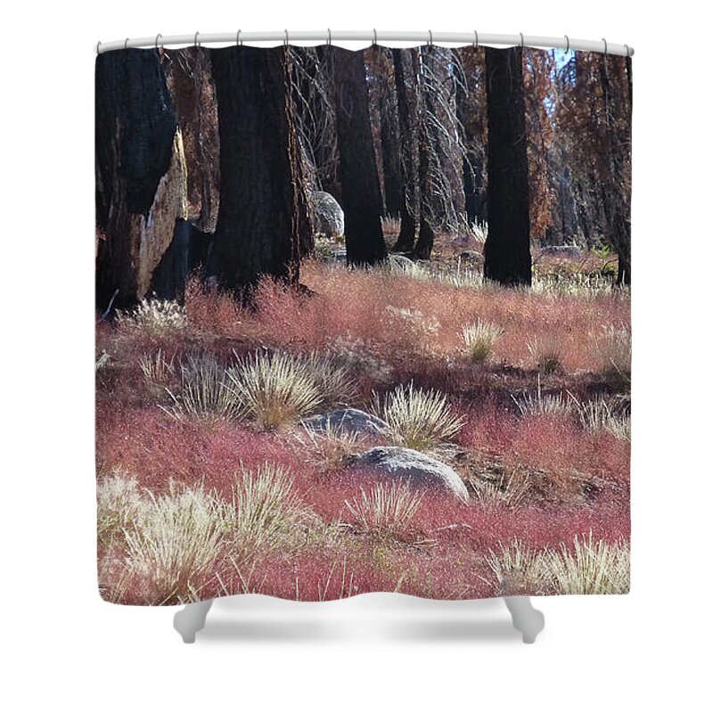 Forest Fire Shower Curtain featuring the photograph Texture of Recovery by Amelia Racca