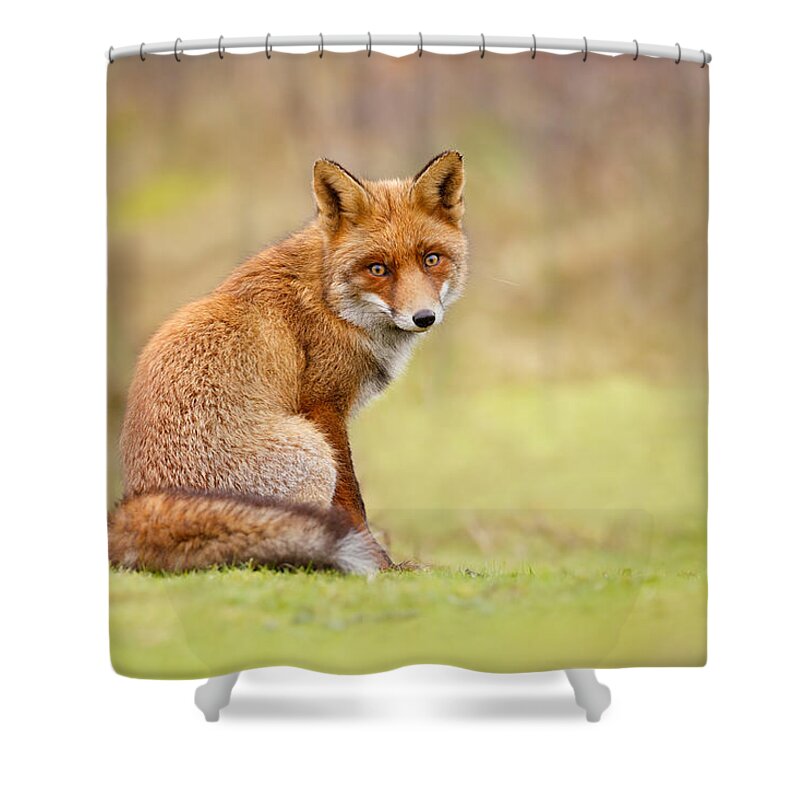 Red Fox Shower Curtain featuring the photograph That Look - Red fox Male by Roeselien Raimond