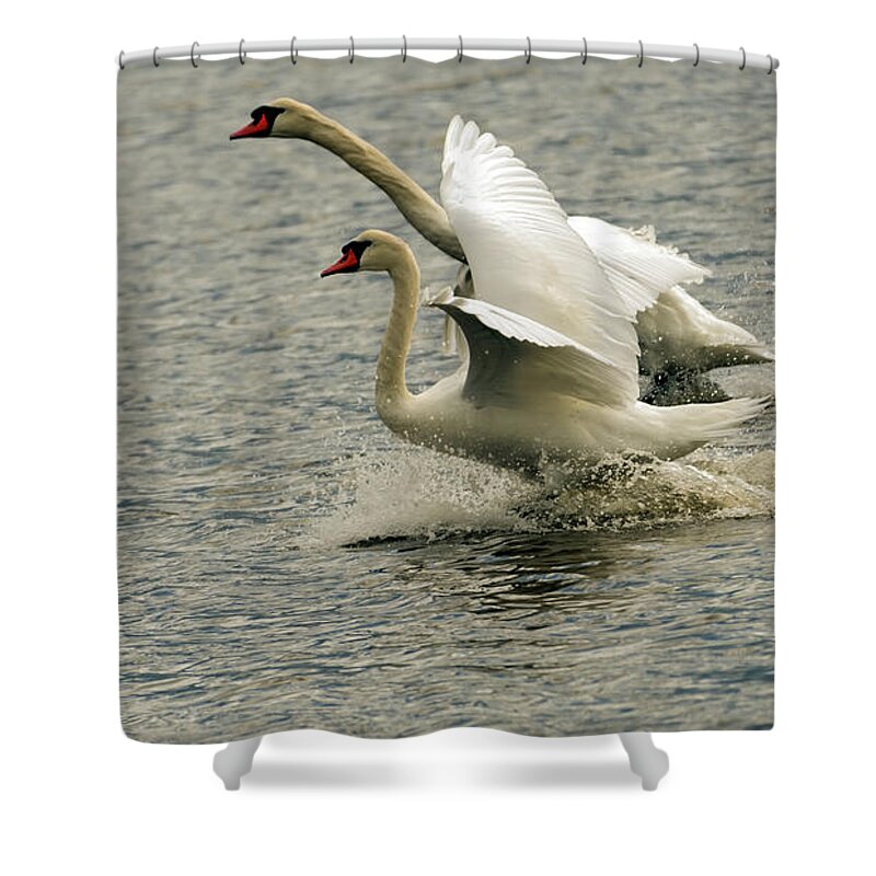 Swan Shower Curtain featuring the photograph The Amazing Swan Race by Sam Rino