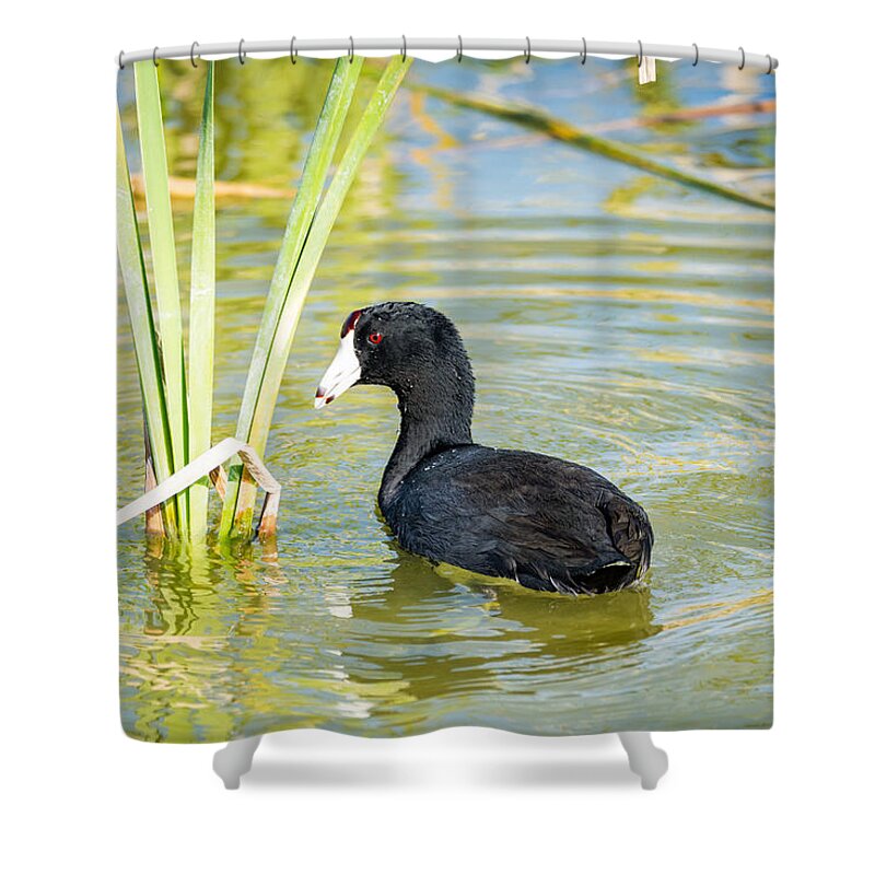 The American Coot Shower Curtain featuring the photograph The American Coot by Debra Martz