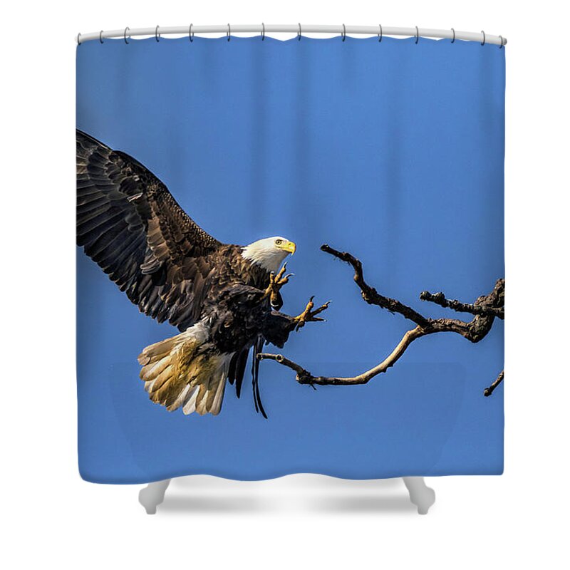 American Bald Eagle Shower Curtain featuring the photograph The Approach by Ray Congrove