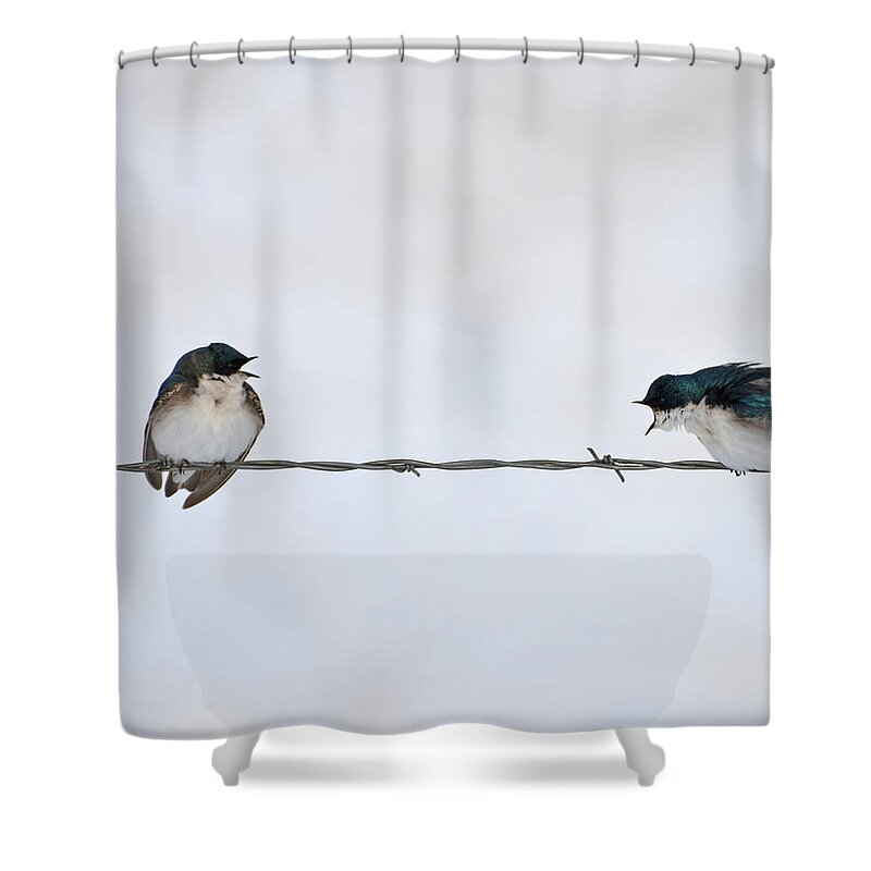 Tree Swallows Shower Curtain featuring the photograph The Argument by Whispering Peaks Photography