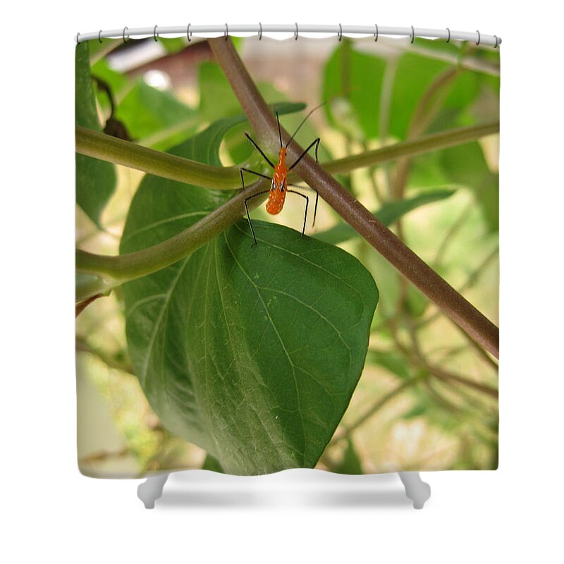 Milkweed Assassin Shower Curtain featuring the photograph The Assassin by Cindy Clements