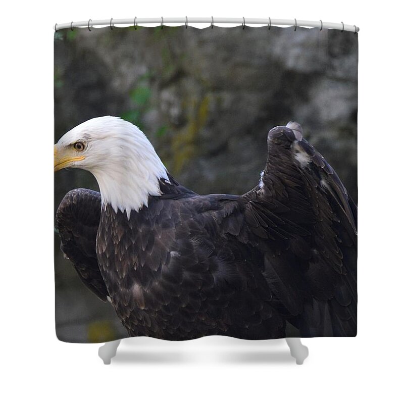 Birds Shower Curtain featuring the photograph The Bald Eagle by Charles HALL