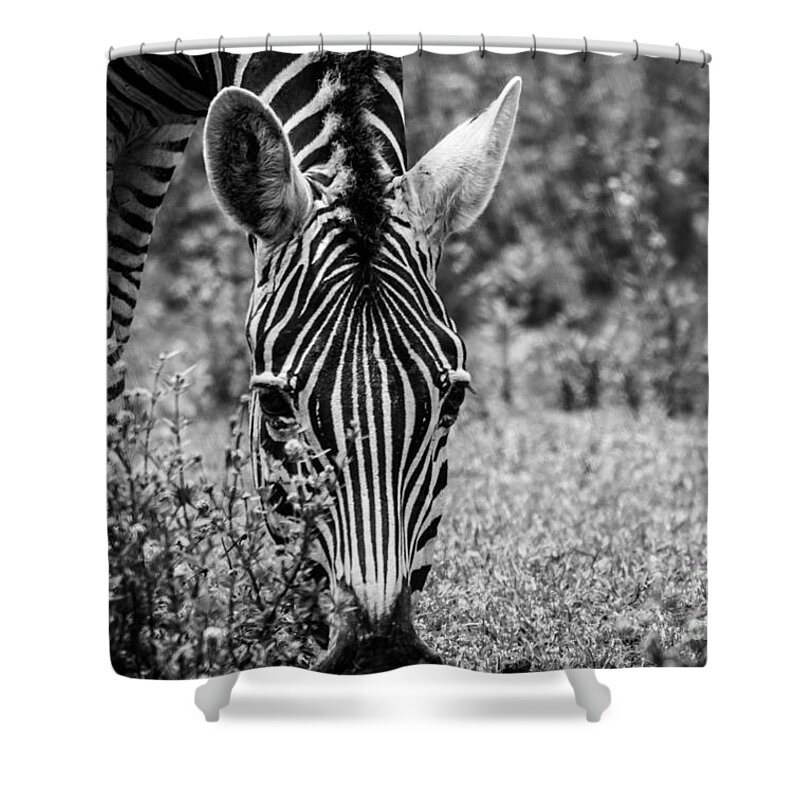 Nature Shower Curtain featuring the photograph The Beauty in Black n White by George Kenhan