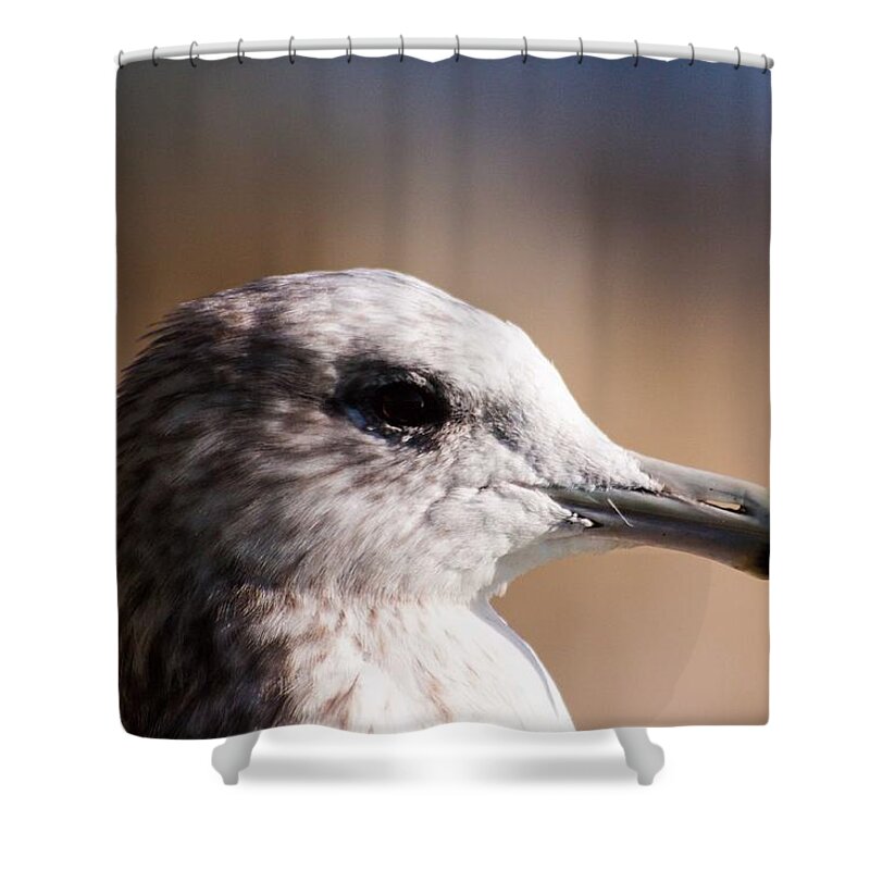 Bird Shower Curtain featuring the photograph The best side of the gull by Lora Lee Chapman