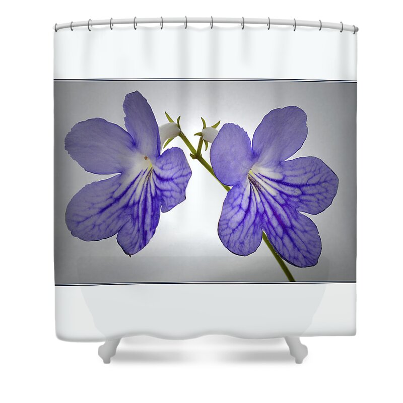 Streptocarpus Flowers Shower Curtain featuring the photograph The Betham Twins. by Terence Davis