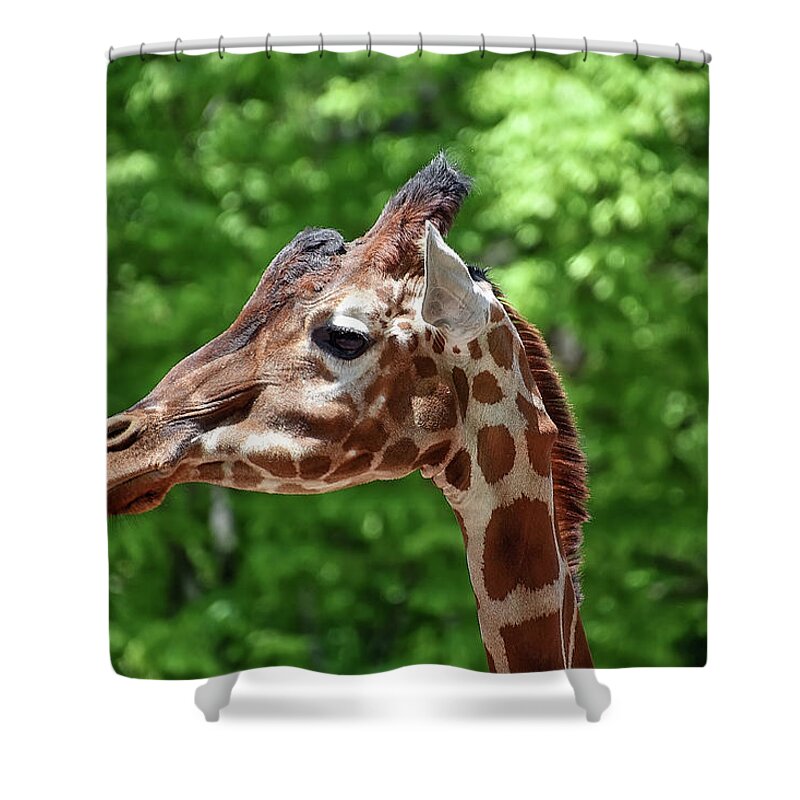 Giraffe Shower Curtain featuring the photograph The Big Guy by Kuni Photography